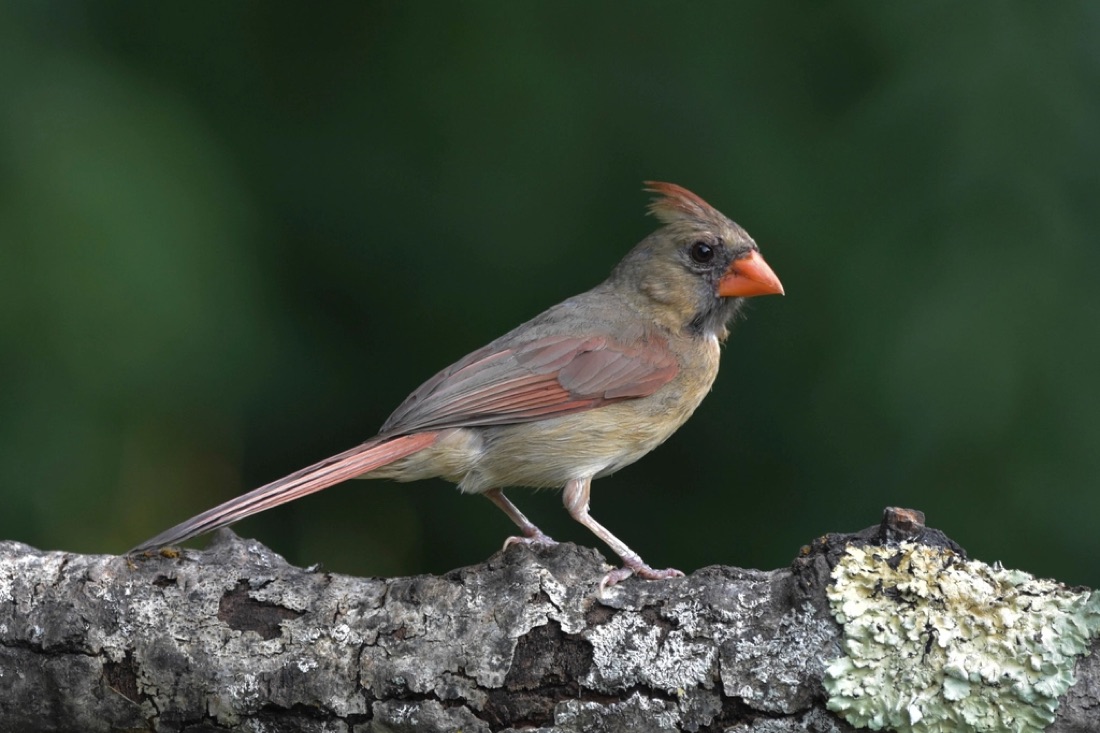 A cardinal on a mossy log, sharp against a completely smooth green background