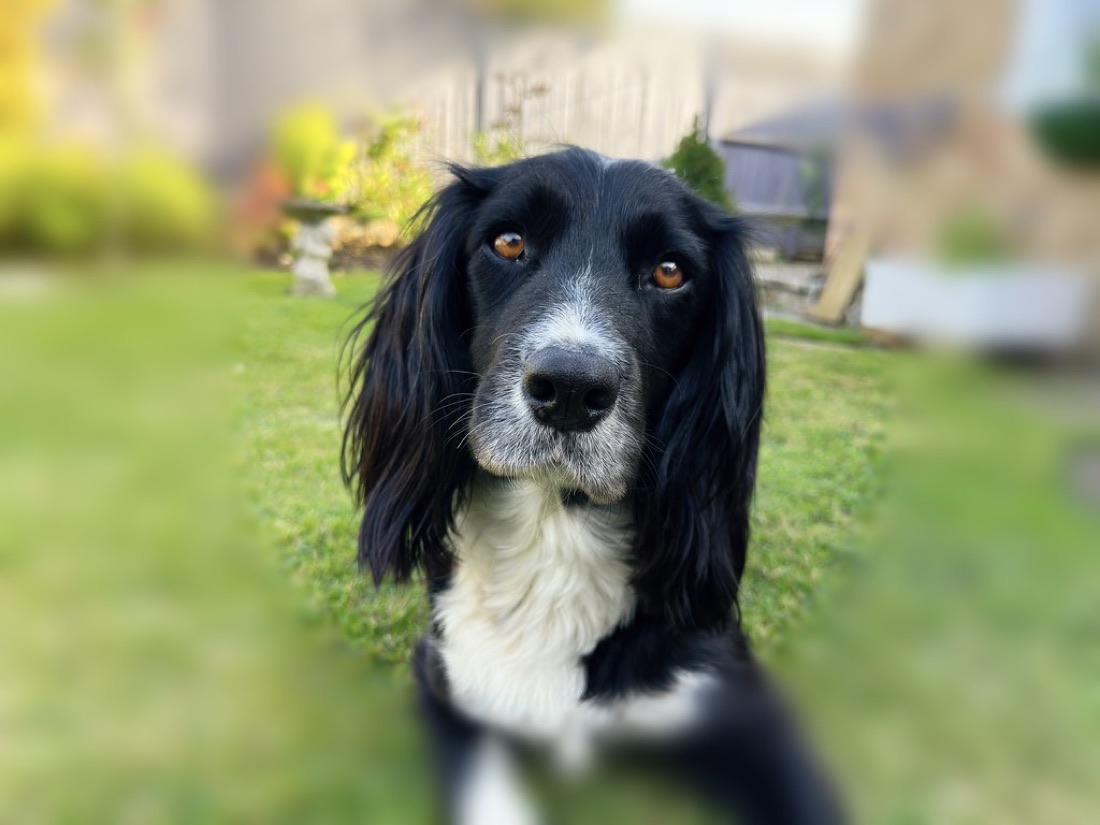 A dog’s face pin-sharp while the garden behind it melts into blur
